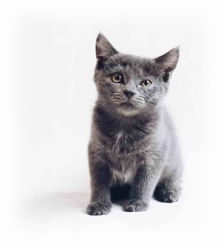 猫の専門店 | catbell