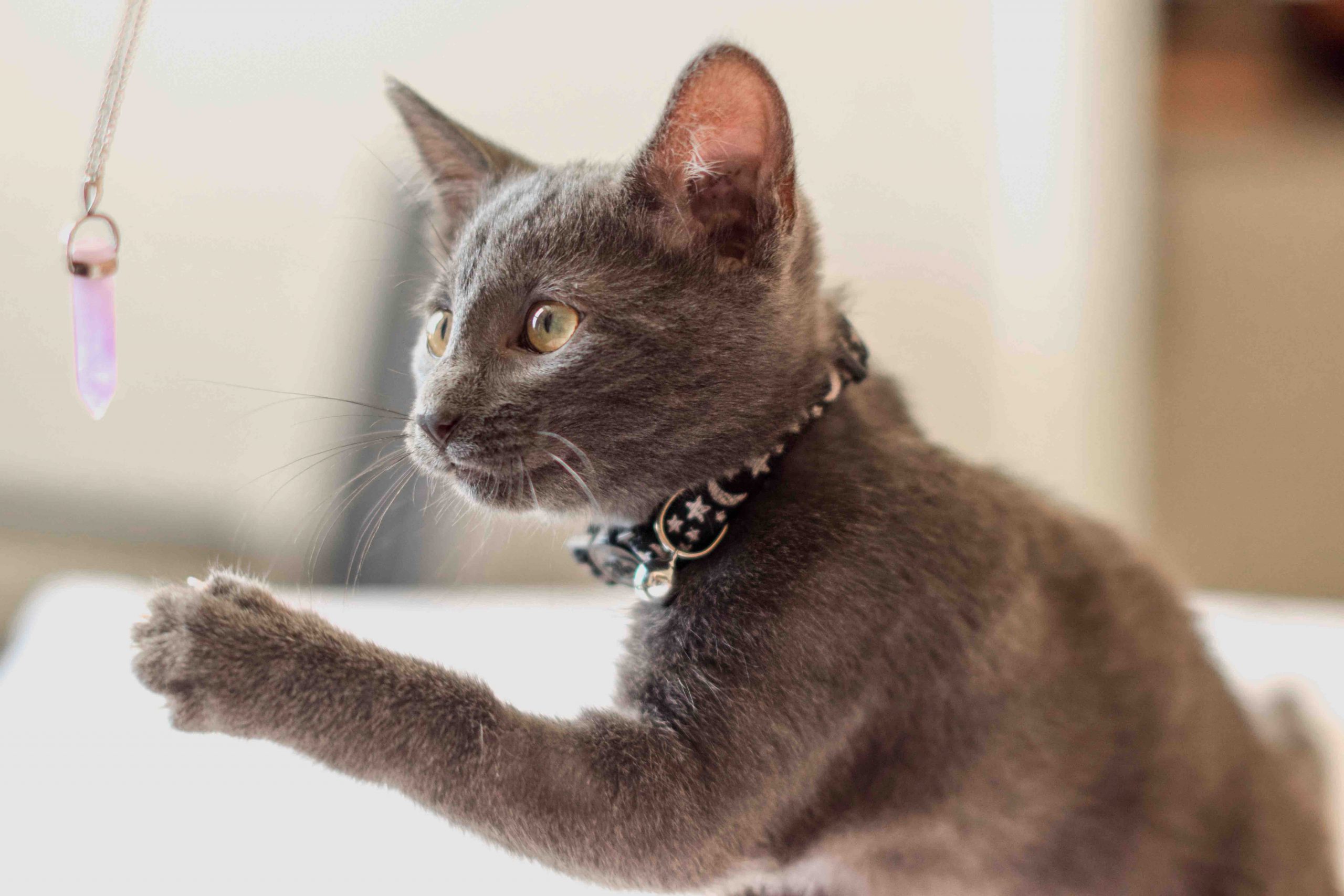 猫に関するブログ