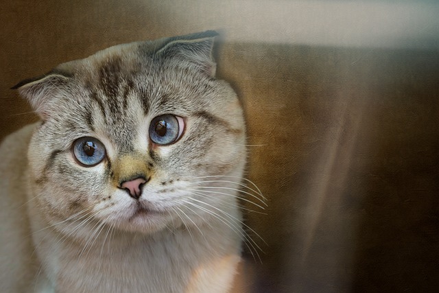 アメリカンショートヘアー